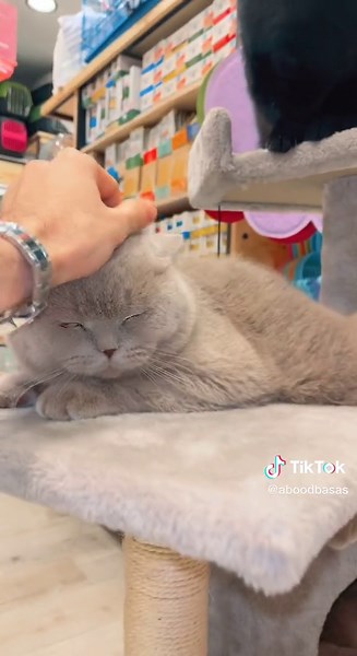 عطوني اسماء حلوه لهم — سناب ( abdo.66 ) - انستا المحل ( the_spoiled_peet ) #الحيوان_المدلل