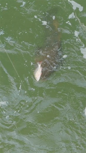 Landshark Outdoors on Reels