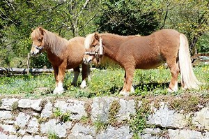 Serba-Serbi Kuda Poni, Si Kecil yang Sama Kuatnya dengan Kuda - Bobo