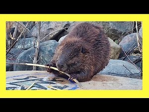 AMAZING close Up Footage of a Beaver Chewing a Branch (ASMR)