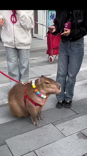 854K views · 31K reactions | Capybara .. #fpy #foryou #capybara #xuhuong #vviral #trending gaWzA  | Capybara Lover | Facebook