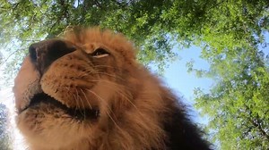 Lions find a hidden camera at the Oregon Zoo
