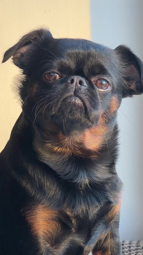 Adorable Dog Face Transformation by Charlie Griffon