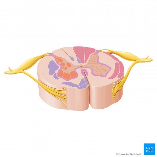Descending tracts of the spinal cord