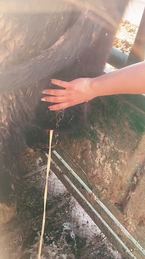 Giving this girl some relief. Nasty leg abscess now open to drain and heal #animalhusbandry #ruallife #farmher #livestock #abscessdraining