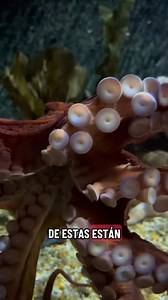 #pata #pingüinos #pulpo #aguila | Ismael_Chee