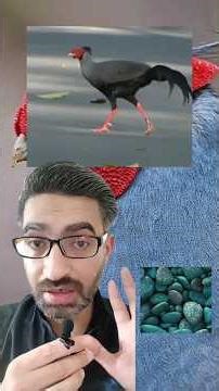 عجائب ! طائر الفيروز و النار مذهل للغاية