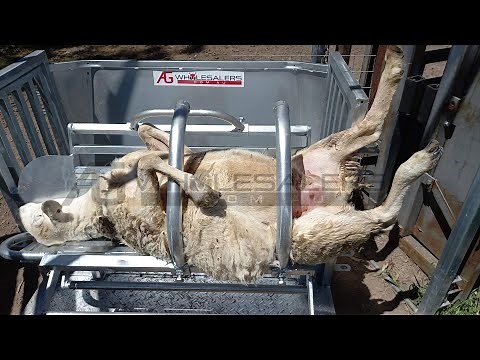 Sheep crush in use