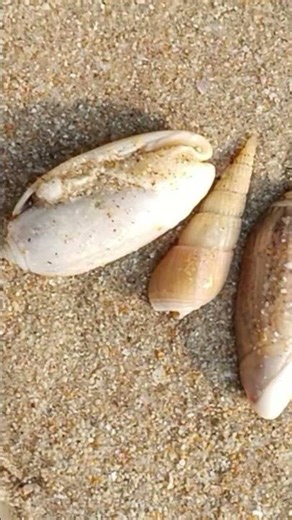 Sea shell with life #lifeisbutadream #beach #fishing #seafood