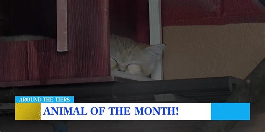 Animal of the Month: Sand Cat