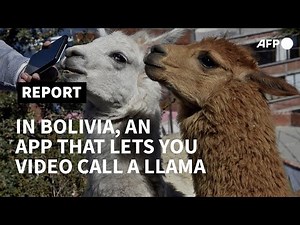 Call a llama! Bolivian startup offers virtual petting zoo amid tourism halt | AFP