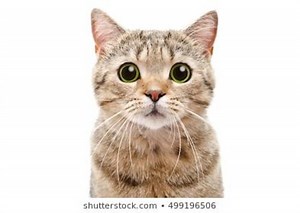 15 Interesting Facts About Cats