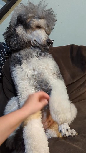 Kitty Paw massage and belly rub 🐾 | Kvali Standard Poodles