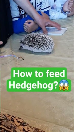 HOW TO FEED HEDGEHOGS #shorts #animals #pets