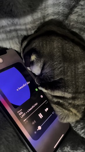 Spotify LANY Concert Moments Compilation