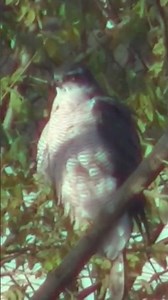 ジャズとオオタカ#野鳥 #猛禽類#ジャズと野鳥