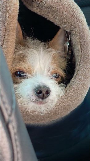 My puppy dog is getting older #puppy #dog #cute