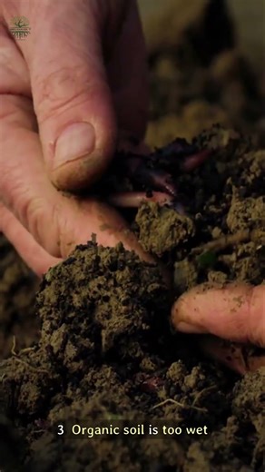 Mold on Plant Soil? Don’t Panic—Do This Instead #indoorplants #plants #shorts