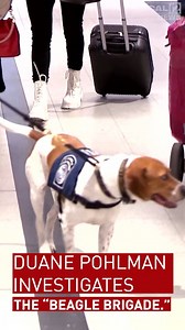 An elite team on a serious mission. Duane Pohlman Local 12 investigates the "Beagle Brigade" that are assigned to international terminals at airports across America: https://tinyurl.com/b75atjd8 | LOCAL 12, WKRC-TV