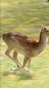The Speed of Nature: Deer in Full Sprint! 🦌💨