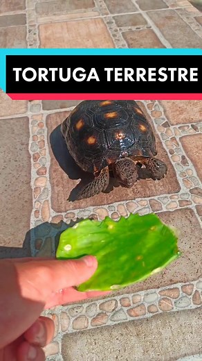 Cuidado de Tortugas del Desierto: Gopherus Berlandieri y más