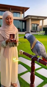 This rich parrot shows next-level attitude 🦜😎. No fear, no respect, just pure confidence and swag. The way it reacts feels like it knows it owns everything around 👑😂 #Parrot #Attitude #FunnyBird #RichVibes #AnimalMoment #ComedyClip #ViralReels #Shorts #AIInfo | Talkative Wings