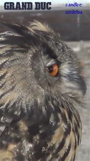 Écoutez le Cri Du Grand Duc🦉