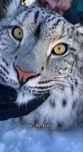 Have you ever seen a dog with wings? #Trending #MythicalCreatures #YTShorts