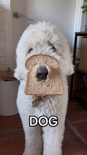 The Ultimate Solution: Silly Dog Videos!