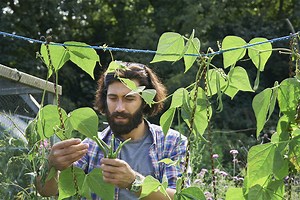 Quand et comment semer des haricots verts : guide pratique pour un potager réussi