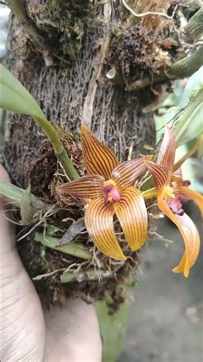 Bulbobiphyllum crista-galli
