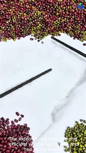 ​This SIMPLE tool makes sorting large amounts of beans a BREEZE! 👩‍🌾💪