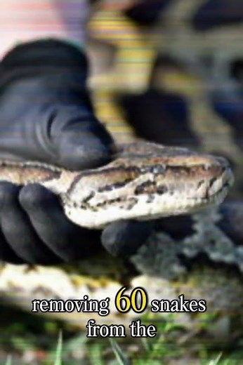 Florida Python Challenge 2025: Meet the Grand Prize Winner!