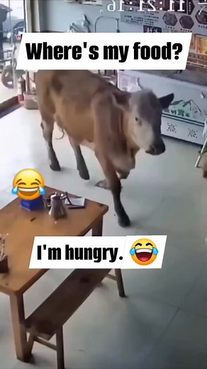 #viral #comedy #video 😂🤣 | Comedy