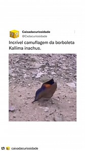 174K views · 10K reactions | Kallima é um gênero de insetos da ordem...