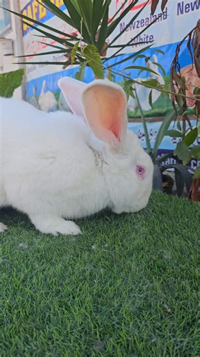 Healthy Rabbit Body Language #rabbit #rabbitfarming #saferabbitfarms