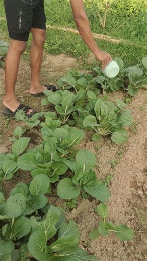 Ngayong tag-init, kailangan ang madalas na pagdilig para tuluyan silang mabuhay at lumago