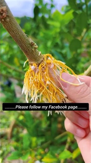 Simple and quick-rooting fruit tree propagation methods #plantingtips #Sannong #fruit tree