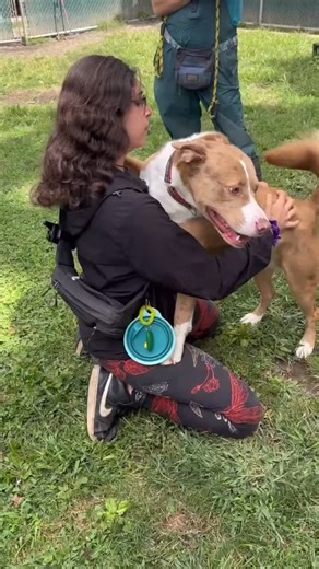 Sarge has been at our Adoption Center quite a while. Long enough to make strong bonds with the staff, trainers and volunteers in which we cherish, but way too long as we know he deserves a warm, loving home of his very own. Could you be Sarge’s happily ever after? Apply to foster or adopt SARGE ⬇️ https://snarrnortheast.org/foster https://snarrnortheast.org/adopt #adoptdontshop #rescue #animallovers #dog #love #dogrescue #rescuedog #adopt #fosteringsaveslives #doglover #snarrnortheastrescue #giv