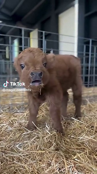 Explore Goat and Animal Sounds in Short Videos