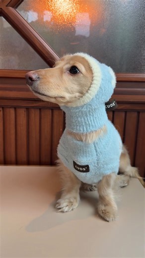 Isabella Walker on Instagram: "honey, where is my super suit? … xoxo, frozone (lyla) p.s. channeling my inner frozone today! ❄️ p.p.s.s. saving the world with my cuteness one day at a time p.p.p.s.s.s. gotta go join the incredibles…because I FOUND MY SUPER SUIT! (lyla was wearing it) sweater and matching hat: @cudspet #dachshundpuppy #minidachshund #dogsofinstagram #doxie #funnydog"