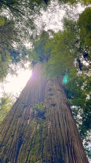 Boy Scout Tree in Jedediah Smith Redwood State Park