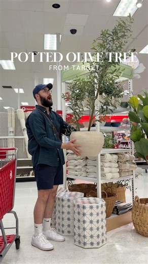 Potted Olive Tree at Target!