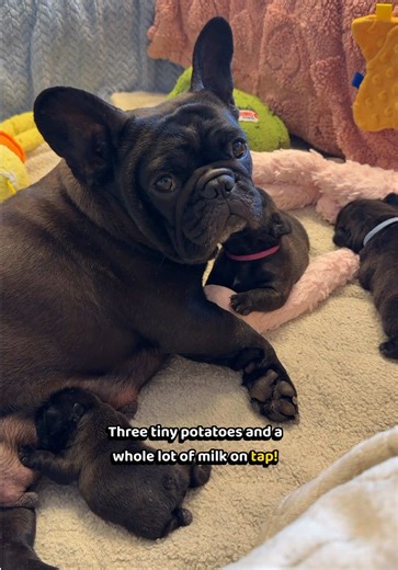 Unexpected Puppy Surprise in the Bagging Area!