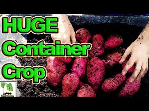 How to Grow Potatoes In Containers For High Yields