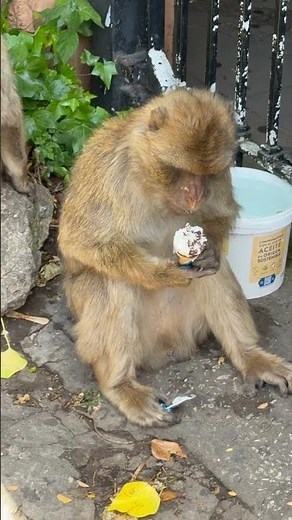 Monkey 🐒 eating ice cream 🍦 in Gibraltar 🇬🇮 #gibraltar #ape #monkeys #travel #animals #apes