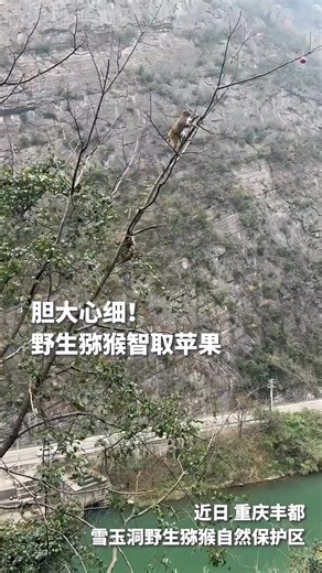 See how a wild macaque plucked an apple from a tree with skill! (Video via Xinhua News) #macaque #wildanimal #animallover | Beijing Daily