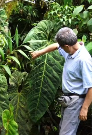 Exploring Giant Aroid Leaves in Tropical Gardens