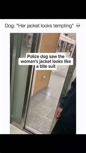 Hilarious Dog Compilation: Crazy Zoomies and Funny Moments