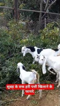 बकरी को सुबह के वक्त हरी पत्ती खिलाने के फायदे #shorts